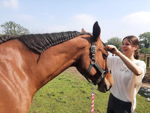 Hulp bij paarden, Dieren en Toebehoren, Paarden, Merrie, Niet van toepassing, 160 tot 165 cm, 11 jaar of ouder, Met stamboom, Gechipt