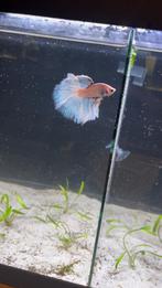 Betta delta man, Dieren en Toebehoren, Vissen | Aquariumvissen