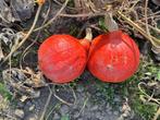 Pompoenen Red Kuri, Ophalen