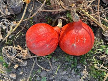 Pompoenen Red Kuri