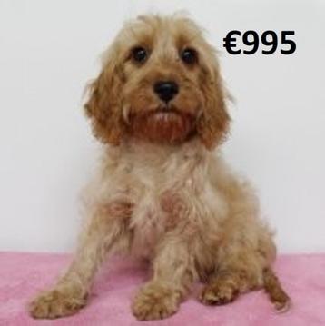 Cavapoo pups te koop beschikbaar voor biedingen