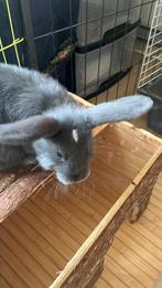 Lapine, Animaux & Accessoires, Lapins