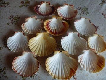 50 natuurlijke coquilles voor koken en decoreren. beschikbaar voor biedingen