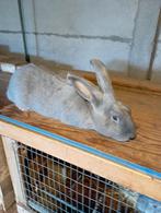trio blauwe konijnen, Dieren en Toebehoren, Konijnen, Meerdere dieren, Middelgroot
