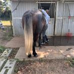 Knappe klinisch goedgekeurde ruin van 1,52 en 5 jaar, Dieren en Toebehoren, Paarden, Ruin