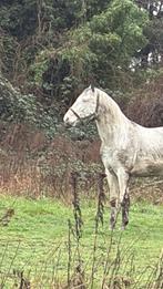 Cheval, Animaux & Accessoires, Moins de 160 cm, Cheval western, Avec pedigree, Étalon
