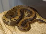 Bally python 0.1 Pinstripe, Dieren en Toebehoren, Reptielen en Amfibieën, Slang, Tam, 3 tot 6 jaar