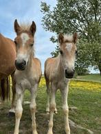 2 hengstenveulens stamboek haflinger, E pony (1.48m - 1.57m), Gechipt, Niet van toepassing, 0 tot 2 jaar