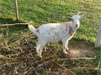 Mieke en bok (geknipt), Dieren en Toebehoren, Schapen, Geiten en Varkens, Meerdere dieren, Geit, 3 tot 5 jaar