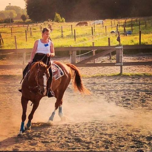 Grote quarter IMPRESSIVE JAC TM, Dieren en Toebehoren, Paarden en Pony's | Verzorgingsproducten, Zo goed als nieuw, Ophalen