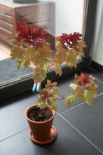 Coleus plante interieur, feuillage colorée, pot neuf, Ombre partielle, En pot, Enlèvement, Moins de 100 cm