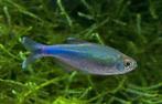 Hobbyaquarium  Blauwe tetra XL, Dieren en Toebehoren, Vissen | Aquariumvissen