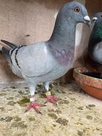 Duiven, Dieren en Toebehoren, Vogels | Duiven