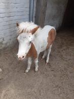 Merrieveulen miniatuurpaard, Dieren en Toebehoren, Pony's, Merrie, Niet van toepassing, Gechipt, 0 tot 2 jaar