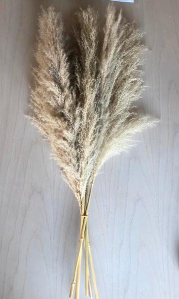 Lot de pampa séché +/- 80cm beschikbaar voor biedingen