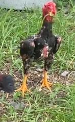 Ko shamo haantjes, Dieren en Toebehoren, Pluimvee