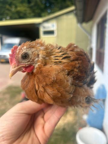 Cochin Kriel Haantje (raszuiver) beschikbaar voor biedingen