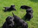 labrador pups beige en zwart, Dieren en Toebehoren, België, CDV (hondenziekte), 8 tot 15 weken, Labrador retriever