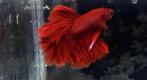 Betta halfmoon, Vis, Zoetwatervis
