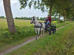 Enkelspan marathonkoets, Dieren en Toebehoren, Rijtuigen en Koetsen, Gebruikt, Marathonwagen, Paard of Pony