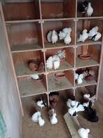 Amerikaanse pauwstaarten, Dieren en Toebehoren, Pluimvee, Meerdere dieren, Overige soorten