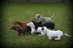 Teckel pups korthaar, Dieren en Toebehoren, Honden | Teckels en Dashonden, CDV (hondenziekte), Meerdere, 8 tot 15 weken, Meerdere dieren