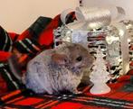 Twee chinchilla broertjes, Dieren en Toebehoren, Knaagdieren, Chinchilla, Mannelijk, Tam, Oktober