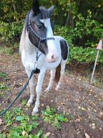 All round merrie, Dieren en Toebehoren, Paarden, Merrie