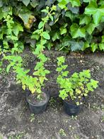 Oregano in pot 15 cm, Tuin en Terras, Planten | Tuinplanten, Ophalen, Vaste plant, Kruiden
