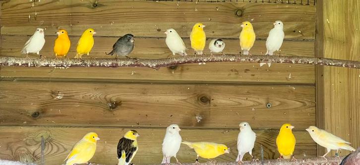 Kanarie, kanaries, Dieren en Toebehoren, Vogels | Kanaries