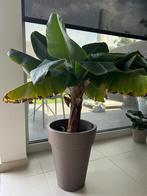 Bananenplant 65 cm hoog, Huis en Inrichting, Kamerplanten, Ophalen, Fruitplant, In pot, Minder dan 100 cm