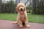 Prachtige medium Goldendoodle pups, Dieren en Toebehoren, België, Overige rassen, CDV (hondenziekte), 8 tot 15 weken
