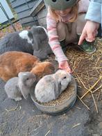 Nestje baby konijn / Franse Hangoor, Dieren en Toebehoren, Hangoor