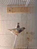 Zilver gouldamadines en 1 koppel blauwfazantjes