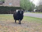 Mooie zwarte ouessant ram te koop, Dieren en Toebehoren, Schapen, Geiten en Varkens, Mannelijk, Schaap, 3 tot 5 jaar