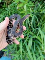 Pituophis lodingi nakweek '25