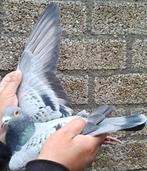 Postduif "New Thorwald", Dieren en Toebehoren, Vogels | Duiven, Mannelijk, Postduif