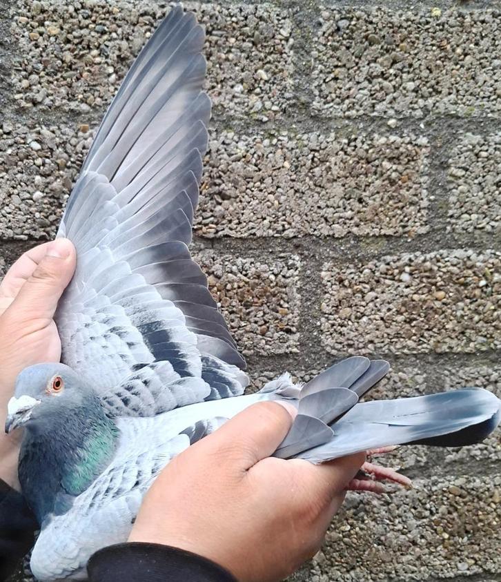 Postduif "New Thorwald", Dieren en Toebehoren, Vogels | Duiven, Postduif, Mannelijk