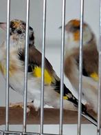 putter koppel, Dieren en Toebehoren, Vogels | Overige Vogels, Meerdere dieren, Wildzangvogel, Geringd