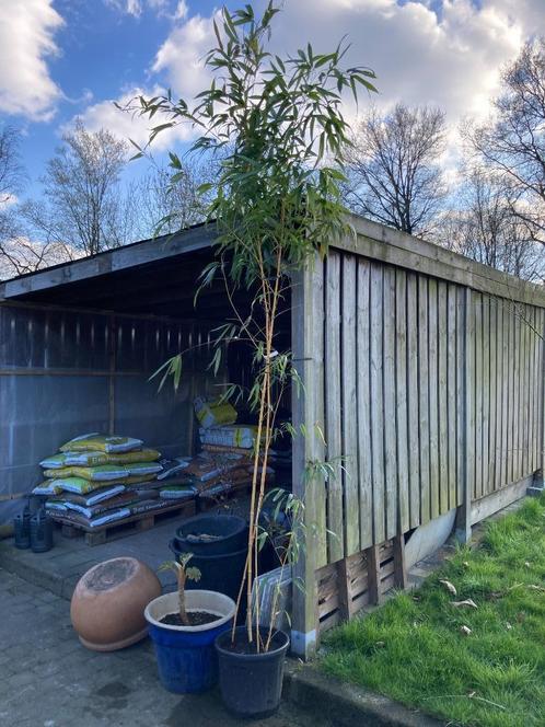 Phyllostachys vivax Aureocaulis, Tuin en Terras, Planten | Tuinplanten, Vaste plant, Overige soorten, Ophalen