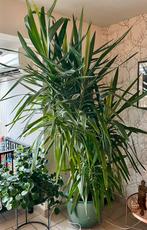 Te Koop Yucca, Ophalen, Yucca