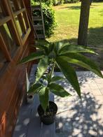 Sauromatum venosum, Tuin en Terras, Planten | Tuinplanten, Vaste plant, Halfschaduw, Lente, Ophalen