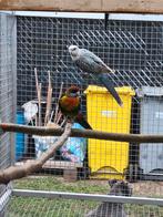 Koppel rossella, Dieren en Toebehoren, Vogels | Parkieten en Papegaaien