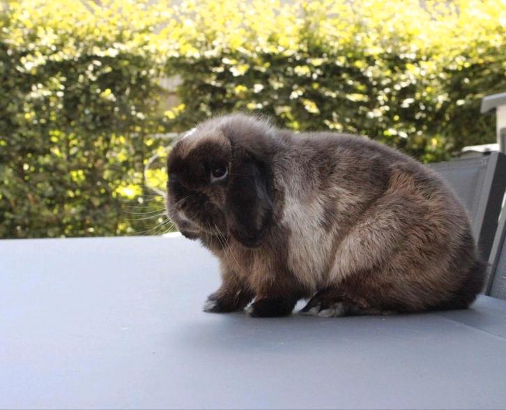 Minilop ram knuffelhuisje, Animaux & Accessoires, Lapins, Nain, Mâle, 0 à 2 ans, Oreilles tombantes