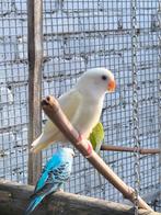 Lutino dwergpapegaai agapornis roseicollis, Dieren en Toebehoren, Tam