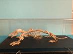 Skelet mol, Dieren en Toebehoren, Reptielen en Amfibieën