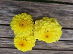 Dahlia geel, Tuin en Terras, Planten | Tuinplanten, Overige soorten, Volle zon, Vaste plant, Ophalen of Verzenden