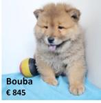 Chow Chow "Bouba" pup te koop (belgisch), Dieren en Toebehoren, Honden | Poolhonden, Keeshonden en Oertypen, België, 15 weken tot 1 jaar