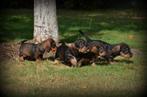 Ruwharige Teckel pups, Dieren en Toebehoren, Honden | Teckels en Dashonden, België, CDV (hondenziekte), 8 tot 15 weken, Dwerg