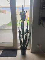 Cactus Euphorbia Acrurensis +- 150cm, Ophalen, Cactus